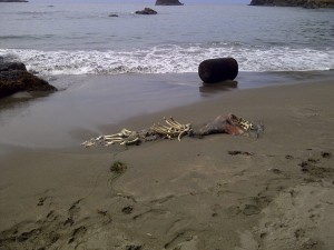  college cove near trinidad northern california pacific ocean corpse sealion