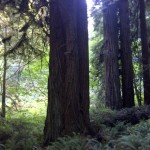  redwood national park, orick, california