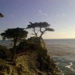  pacific ocean northern california cyprus point cyprus tree