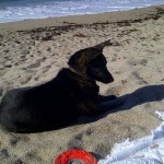  northern california coastline beach thelonious doggie