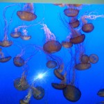 Monterey Bay Aquarium — 27/May/2012