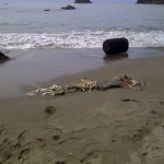 college cove near trinidad northern california pacific ocean corpse sealion