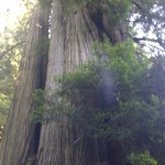 redwood national park, orick, california