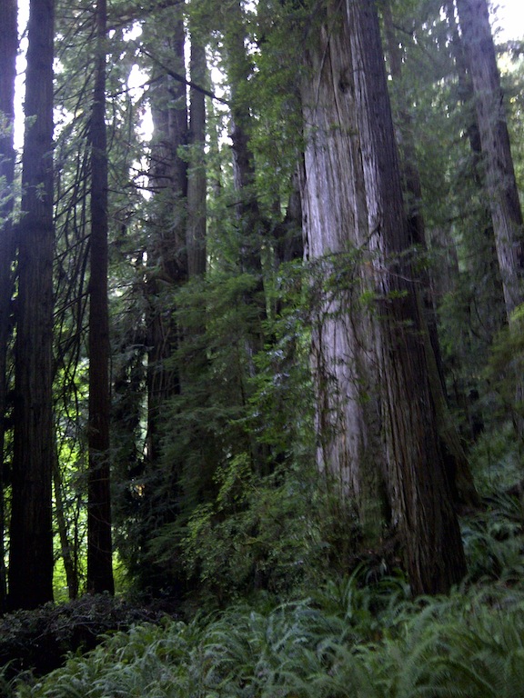 redwood national park, orick, california