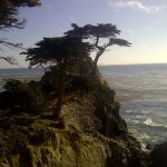 pacific ocean northern california cyprus point cyprus tree
