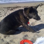 northern california coastline beach thelonious doggie